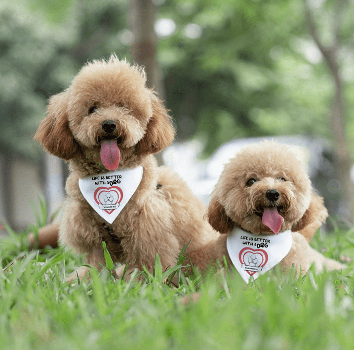 Custom Pet Bandana Collar – Life is Better with Dogs | Personalized Dog Accessories